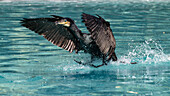 Cormorant lands (Phalacrocorax carbo), Germany