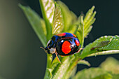 Asian ladybird (Harmonia axyridis), Upper Bavaria, Germany