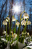 March snowflake, spring snowflake (Leucojum vernum), spring in deciduous forest, Upper Bavaria, Germany