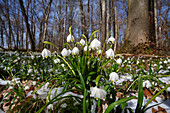 Spring snowflake, spring snowflake, Leucojum vernum, spring in mixed oak-hornbeam forest, Upper Bavaria, Germany