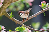 Tree sparrow foraging in apple tree (Passer montanus), Bavaria, Germany
