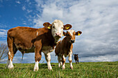 Rinder, Jungbullen auf der Weide im Alpenvorland, Oberbayern, Alpen, Deutschland