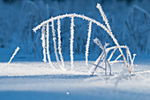 Grasses with hoarfrost, Upper Bavaria, Germany