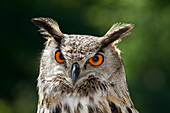 Eagle owl head portrait (Bubo bubo), Germany