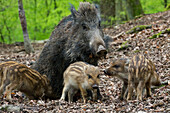Wildschwein, Bache mit Frischlingen (Sus scrofa), Bayerischer Wald, Deutschland