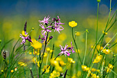 Blumenwiese mit Hahnenfuß und Kuckuckslichtnelken (Ranunculus acris), (Lychnis flos-cuculi), Oberbayern, Deutschland, Europa