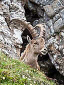 Ibex (Capra ibex), Bernese Oberland, Switzerland, Alps, Europe