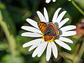 Small Copper Butterfly on Marguerite, Lycaena phlaeas, Puez-Geisler Nature Park, Dolomites, Alps, South Tyrol, Italy