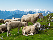 Schafe in den Bergen am Goetheweg, Alpen, Österreich