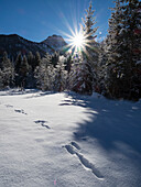 Winter landscape in the Bavarian Alps with rabbit tracks, Rissbachtal near Hinterriss, Austria, Europe