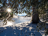 Isar zwischen Wallgau und Vorderriß im Winter, Karwendel, Alpen, Oberbayern, Deutschland