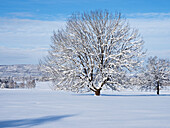Deciduous tree in the snow, Upper Bavaria, Germany