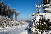 Verschneite Fichten, Winterlandschaft, Oberbayern, Deutschland