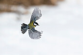 Kohlmeise im Flug, Männchen (Parus major), Winter, Bayern, Deutschland, Europa