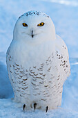 Snowy owl, female (Nyctea scandiaca) zoo