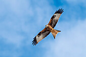 Red kite in flight, Milvus milvus, Bavaria, Germany
