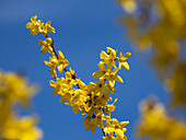 Forsythie blühend (Forsythia sp.), Frühling, Garten, Deutschland