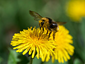 Bumblebee on dandelion (Bombus spec.), Bavaria, Germany