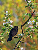 Blackbird male in spring in apple tree (Turdus merula), Bavaria, Germany