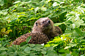 Igel (Erinaceus europaeus), Männchen verfolgt Weibchen, Bayern, Deutschland, Europa