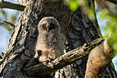 Young long-eared owl (Asio otus), Bavaria, Germany