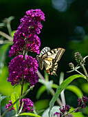 Schwalbenschwanz an Sommerflieder (Papilio machaon), Sommer, Oberbayern, Deutschland, Europa