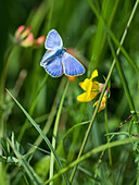 Common blue, male in flight, Polyommatus icarus, Upper Bavaria, Germany