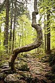 single crooked tree trunk in the primeval forest area &quot;Höllbachgspreng&quot; (wooded rock massif below the Großer Falkenstein), Bavarian Forest National Park, Regen district, Lower Bavaria, Bavaria, Germany