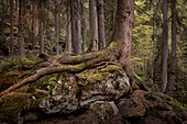 Baum umschlingt Fels im Urwaldgebiet 'Höllbachgspreng' beim Großen Falkenstein, Nationalpark Bayerischer Wald, Landkreis Regen, Niederbayern, Bayern, Deutschland