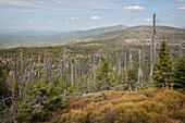 View from Lusen on dead trees in the Bavarian Forest National Park, Bavaria, Germany