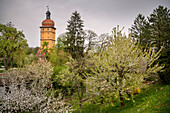 blooming fruit trees and the Segringer Tor, historic old town of Dinkelsbühl on the Wörnitz (river), Romantic Road, Ansbach district, Middle Franconia, Bavaria, Germany