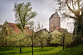 blossoming fruit trees at Rothenburger Tor, historic old town of Dinkelsbühl on the Wörnitz (river), Romantic Road, Ansbach district, Middle Franconia, Bavaria, Germany