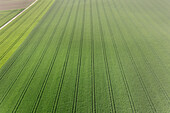 Landwirtschaftliche Traktorspuren auf Feld bei Aalen, Baden-Württemberg, Deutschland, Luftbildaufnahme