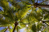 Blick hoch in Kokospalmen mit Sonne, Isla Parida, Paridas-Inseln, Golf von Chiriqui, Panama, Mittelamerika