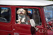 Frecher Hund streckt die Zunge heraus während er durch das offene Autofenster schaut, in der Nähe von Tarcoles, Puntarenas, Costa Rica, Mittelamerika