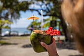 Woman holding drinking coconut garnished with red hibiscus flower and paper umbrella on Espadilla Beach, near Quepos, Puntarenas, Costa Rica, Central America