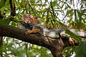 A green iguana (Iguana iguana) resting on a branch, Quepos, Puntarenas, Costa Rica, Central America