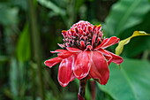 Red ginger blossom on the Bahia Drake hiking trail, Drake Bay, Puntarenas, Costa Rica, Central America