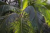 Kokospalme am Bahia Drake Wanderpfad, Drake Bay, Puntarenas, Costa Rica, Mittelamerika