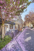 Cherry blossom in the old town of Bonn, Bonn, North Rhine-Westphalia, Germany