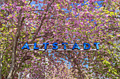 Cherry blossom at the entrance to Bonn&#39;s old town, Bonn, North Rhine-Westphalia, Germany