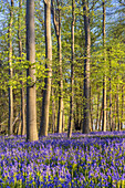 Bluebells in the forest, Hückelhoven, North Rhine-Westphalia, Germany