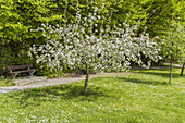 Blühender Apfelbaum, Hückelhoven, Nordrhein-Westfalen, Deutschland