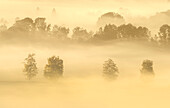 Beautiful foggy morning in the Kochelmoos in September, Sindelsdorf, Großweil, Bavaria, Germany