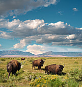 Bison on the Colorado Plain