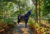 Horse in English Woodland.