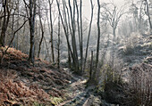 Nebliger Winterwald in Sussex, England