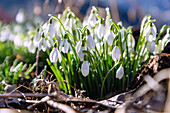 flowering snowdrops, Galanthus elwesii