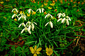 Snowdrops (Galantus) and Winter Agarics (Eranthis Hyemalis) growing in a meadow in spring, Jena, Thuringia, Germany
