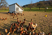 Free range chickens, near Freiburg im Breisgau, Black Forest, Baden-Württemberg, Germany